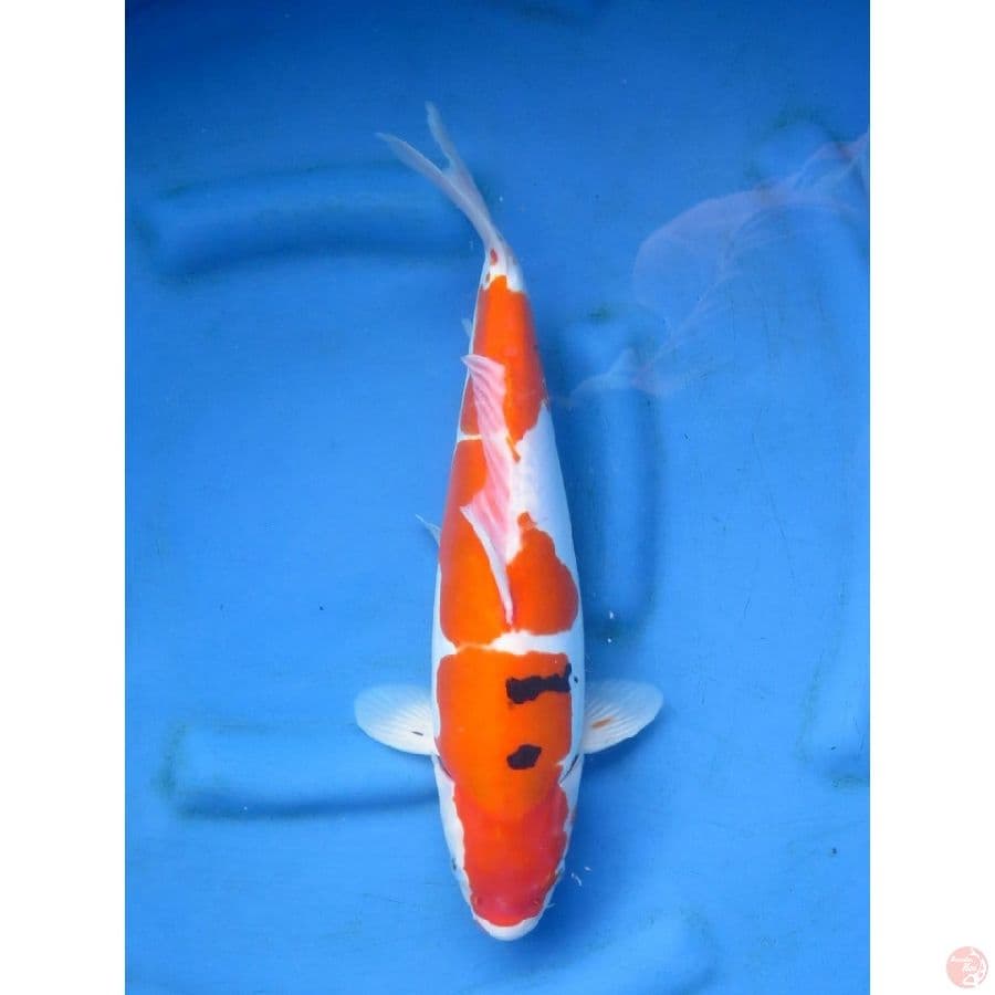 Sanke Doitsu Murni , 40cm