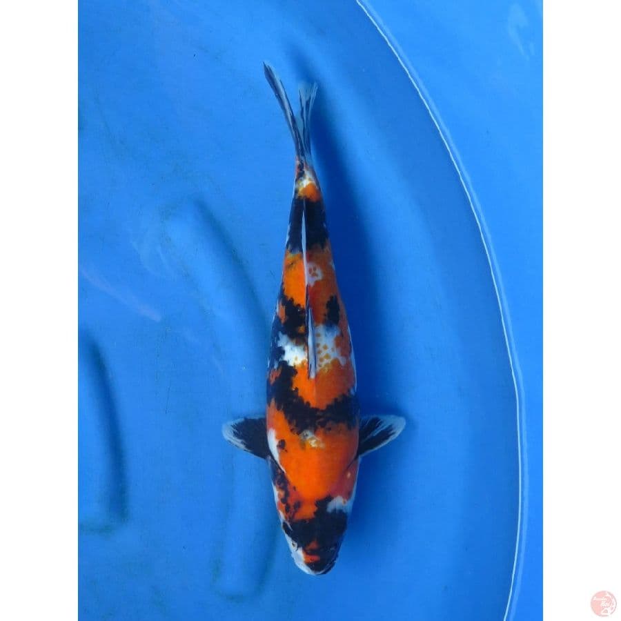 Showa Sanshoku , 38cm