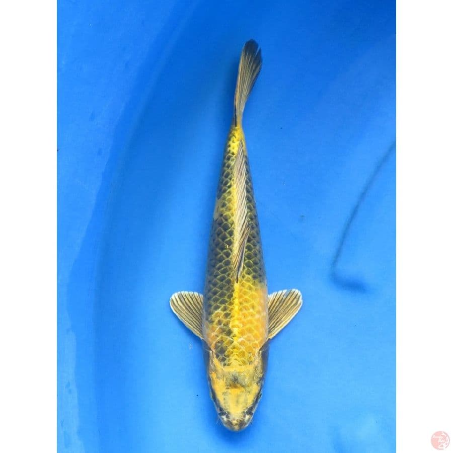 Kin Ki Utsuri Male , 35bu