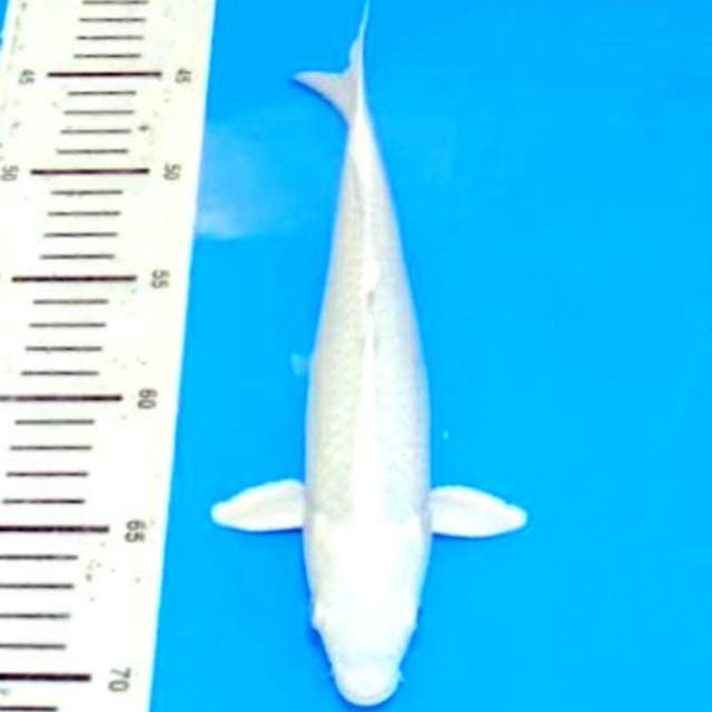Putih beraih bagus 27cm