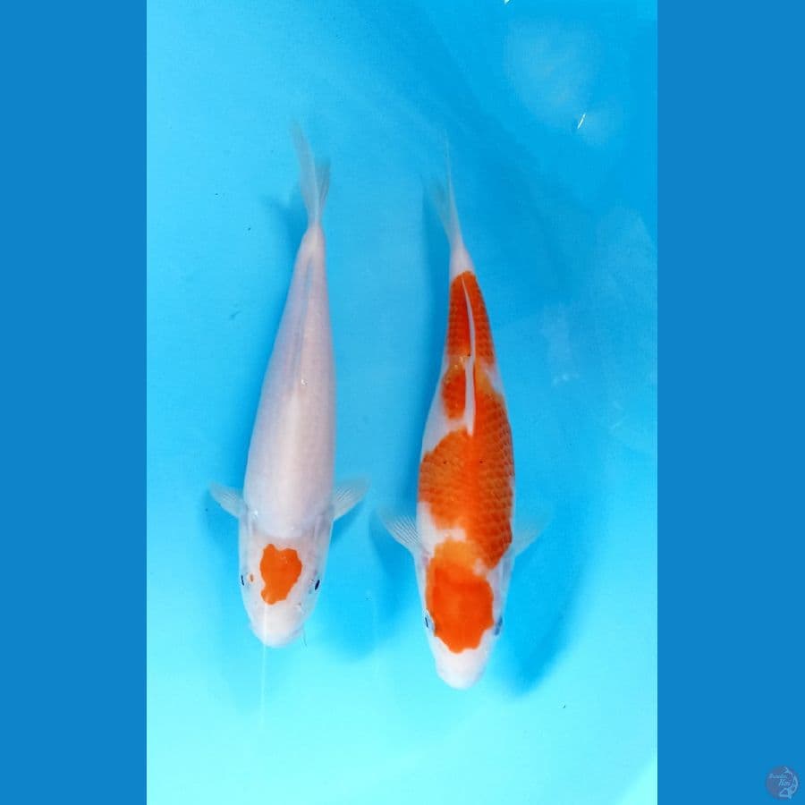 mix 22cm