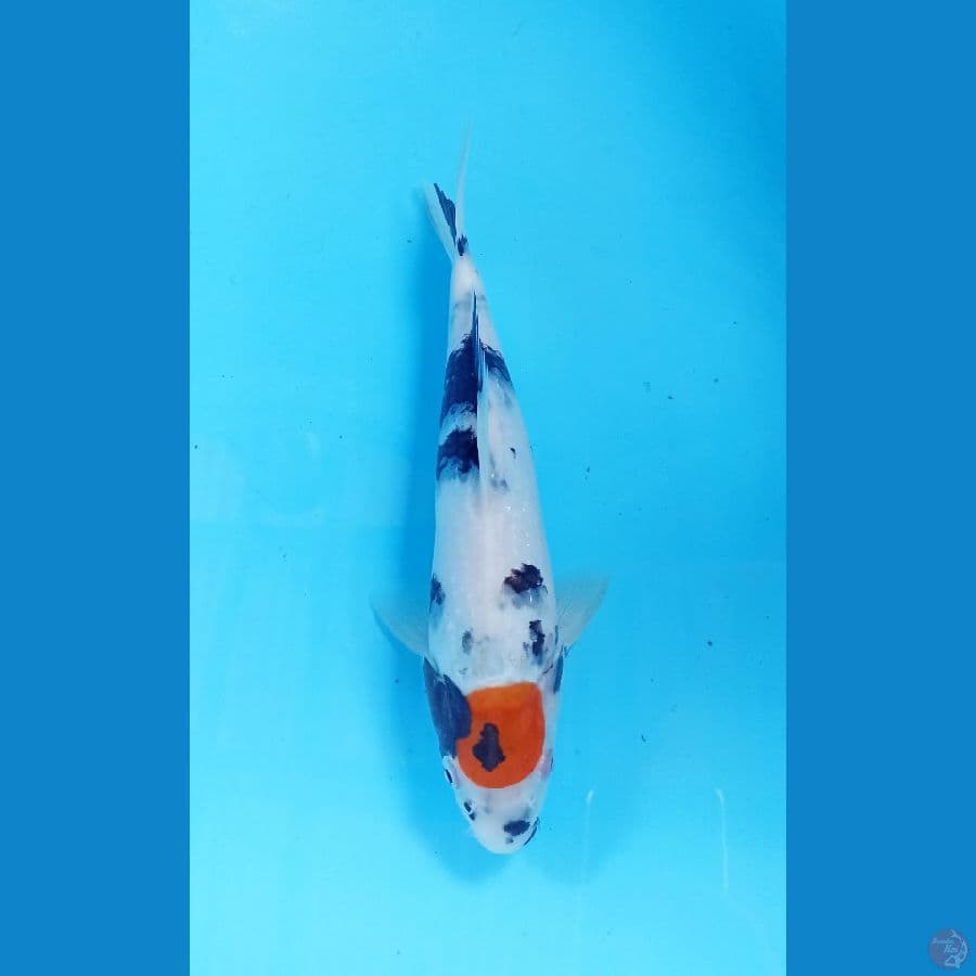 tancho showa 27cm