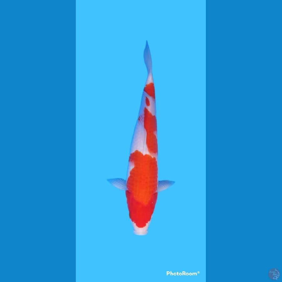 Kohaku 28 cm