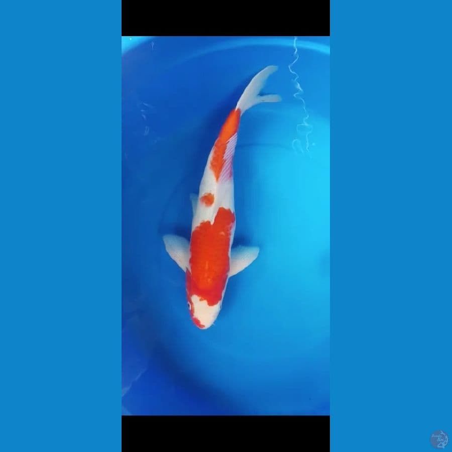kohaku 47cm