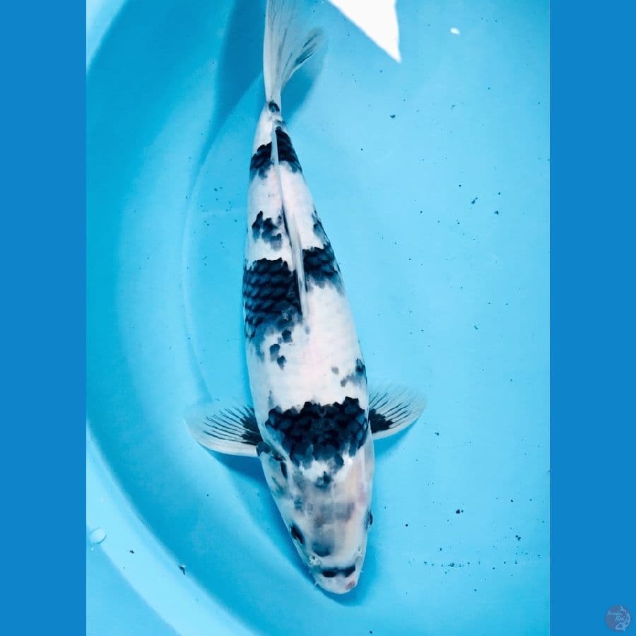 shiro, 35 cm