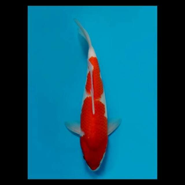 Kohaku Bulky Calon Jumbo 35cm Female Tosai