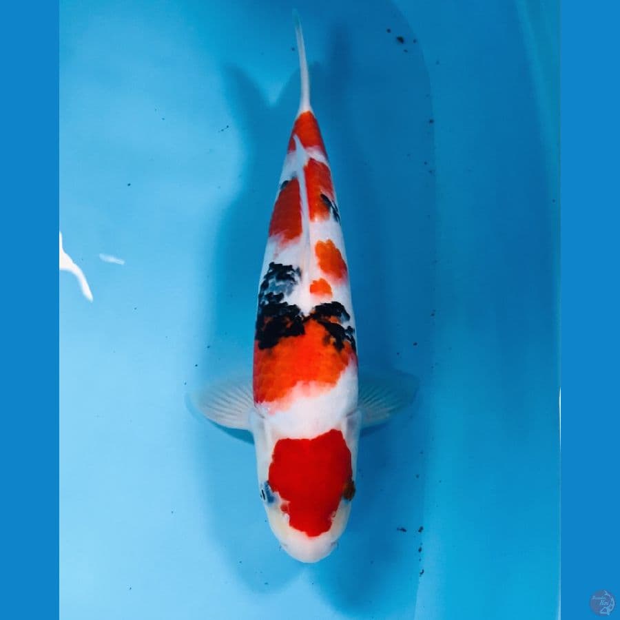 sanke, male 35 cm