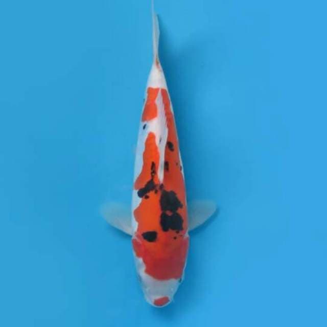 Sanke Doitsu Original 28cm Female Tosai