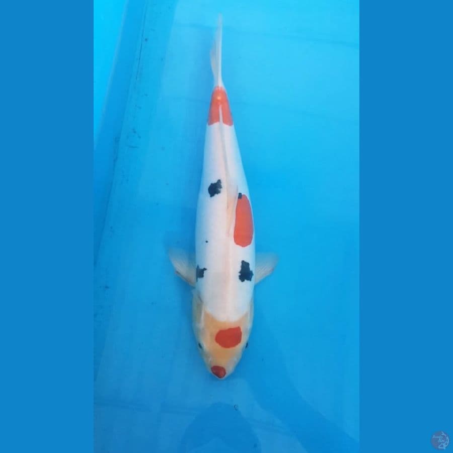 kindai showa doitsu murni 35cm