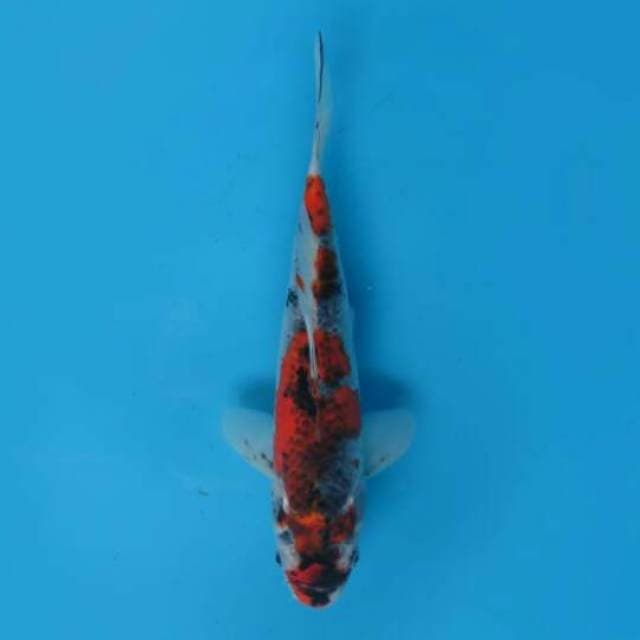 Super Koleksi - Kage Showa Original 27cm Male Tosai