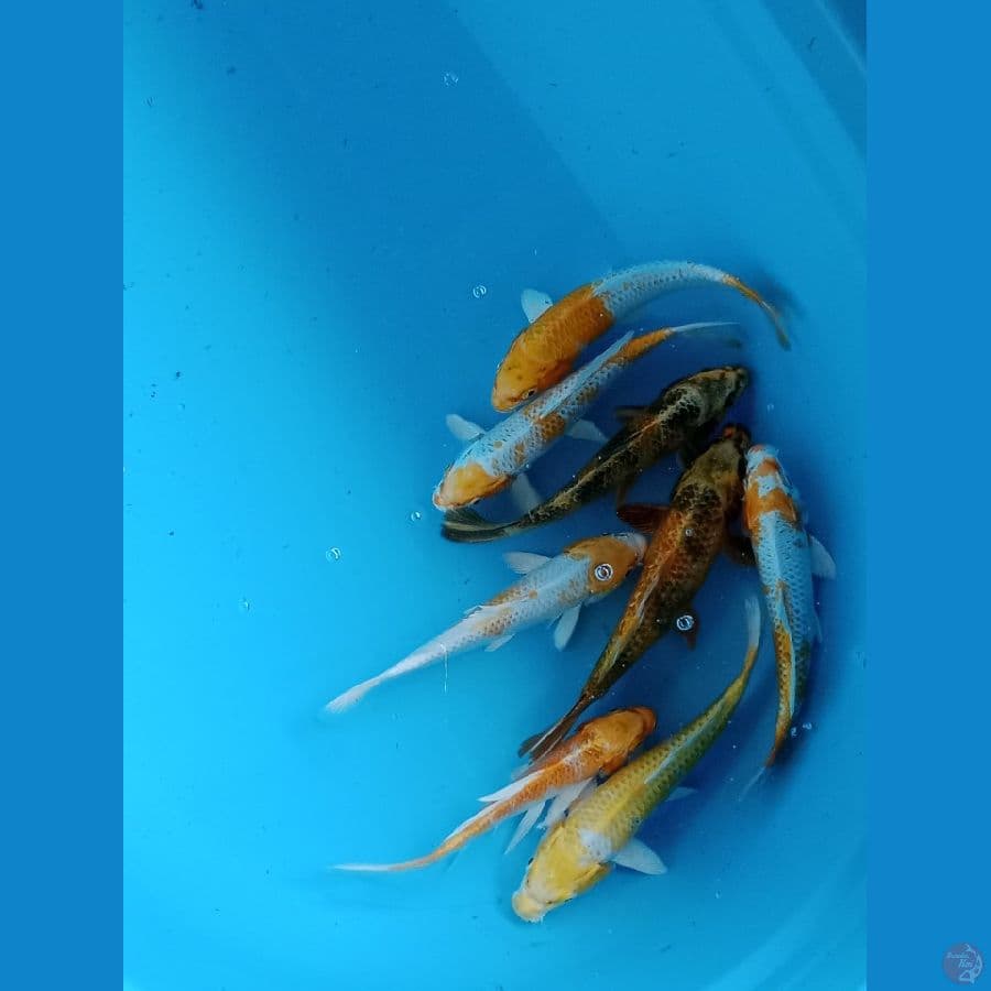 mix hariwake utsuri