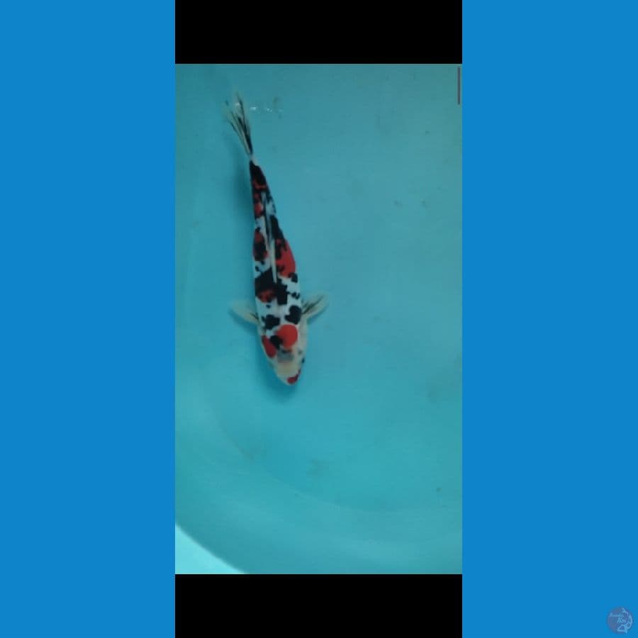 doitsu sanke 25 cm HQ