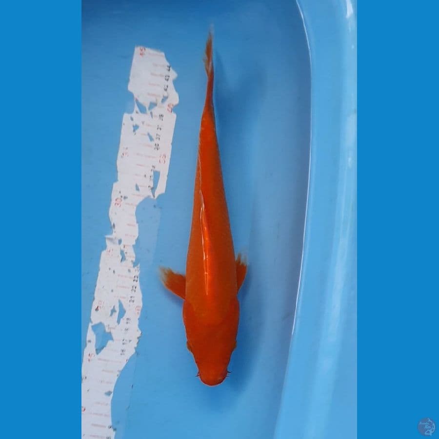 akahajiro 32cm