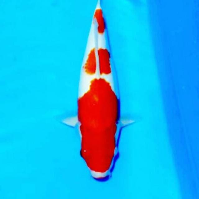 Kohaku jumbo quality 3 step 41cm ( colletion )