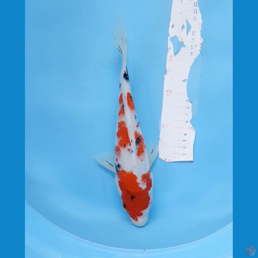 sanke 28cm