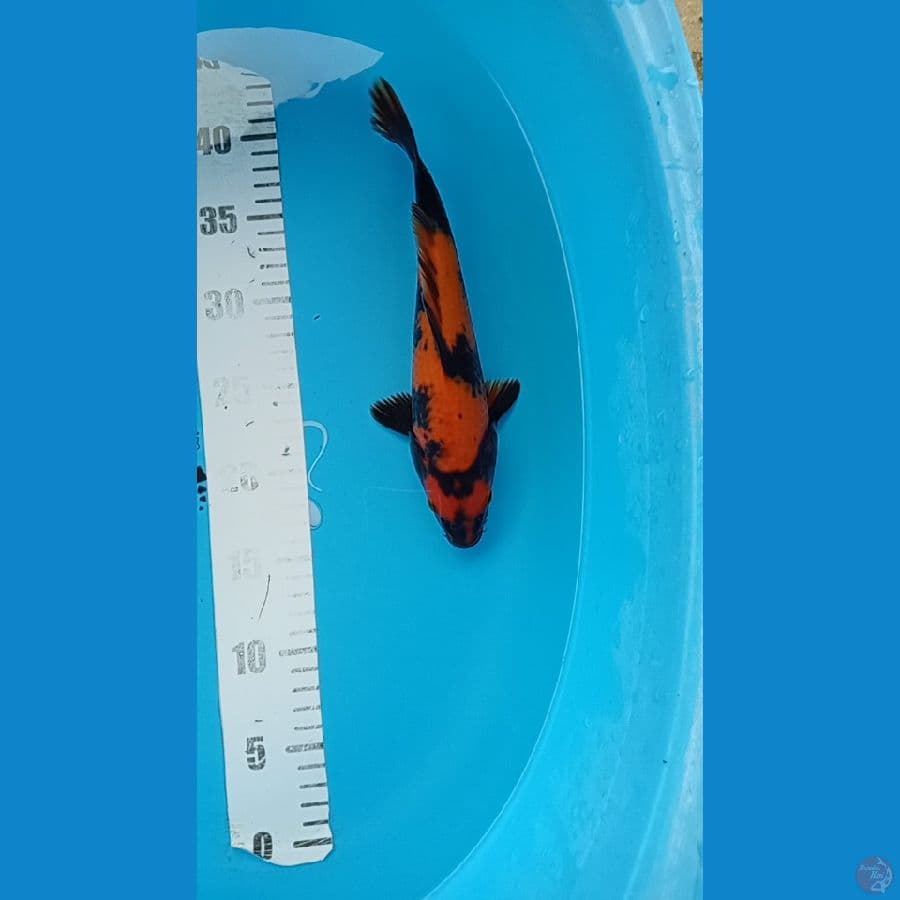 hi utsuri 25 cm