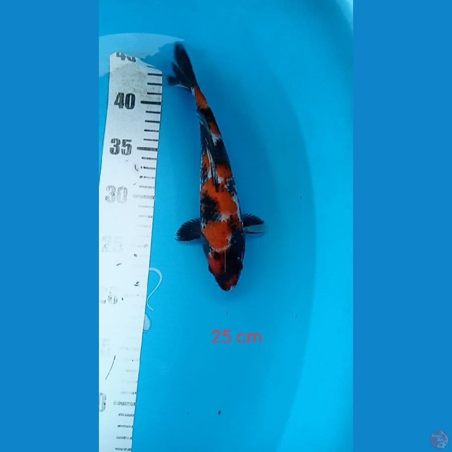 showa 25 cm