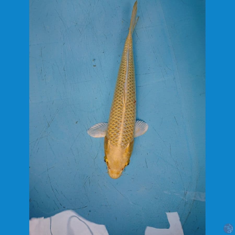 YAMABUKI OGoN 32 cm