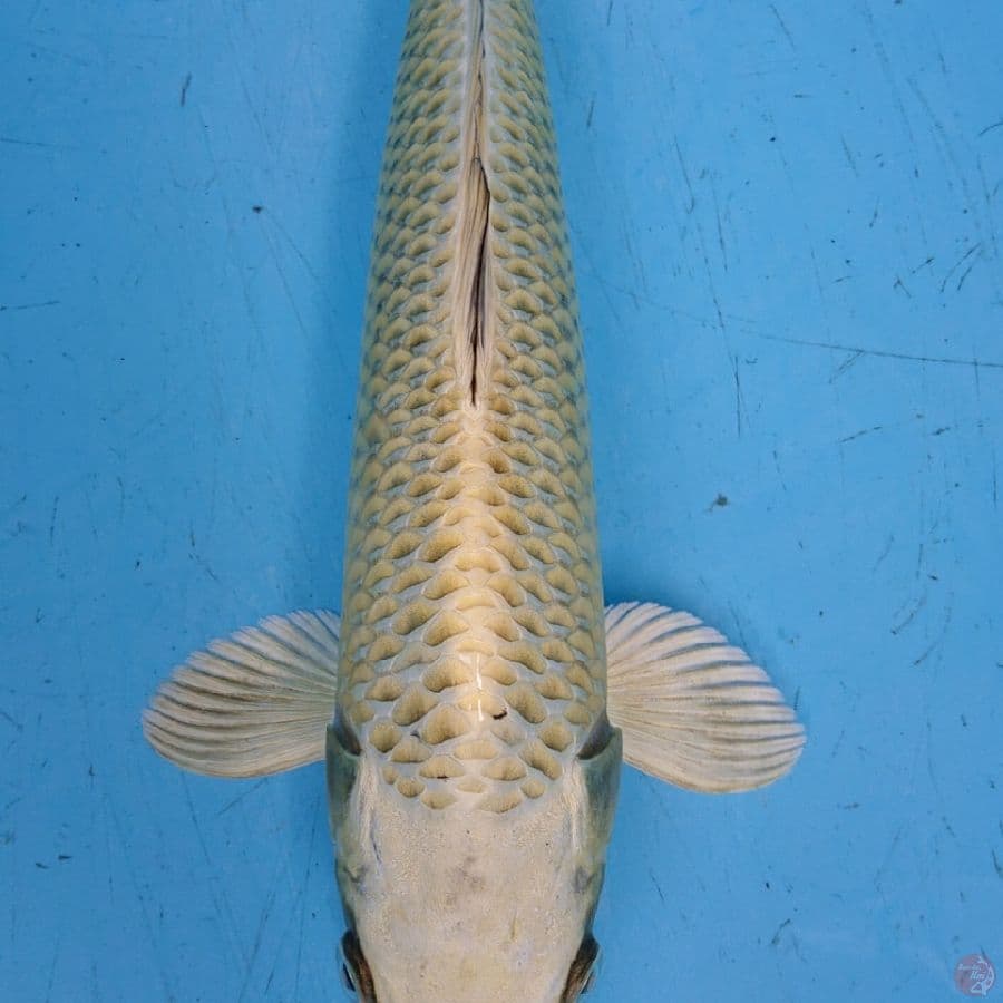 MUKASHI 37 cm