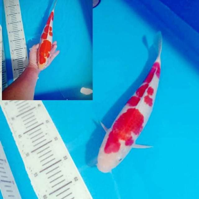 HQ kohaku 37cm ( collection )
