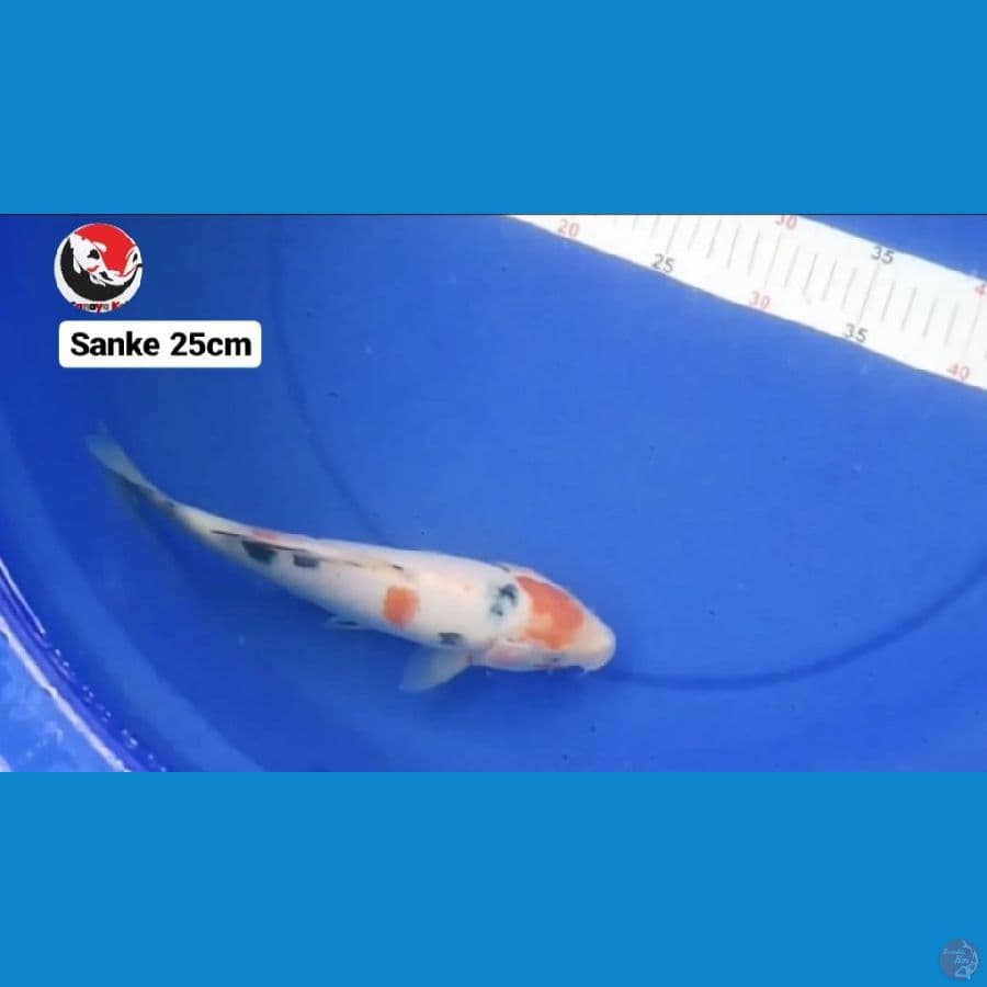 SANKE 25CM --- CANAYA KOI FARM