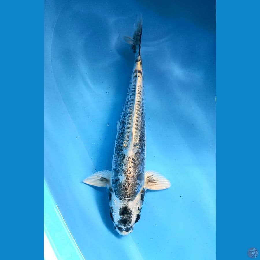kiko 30cm