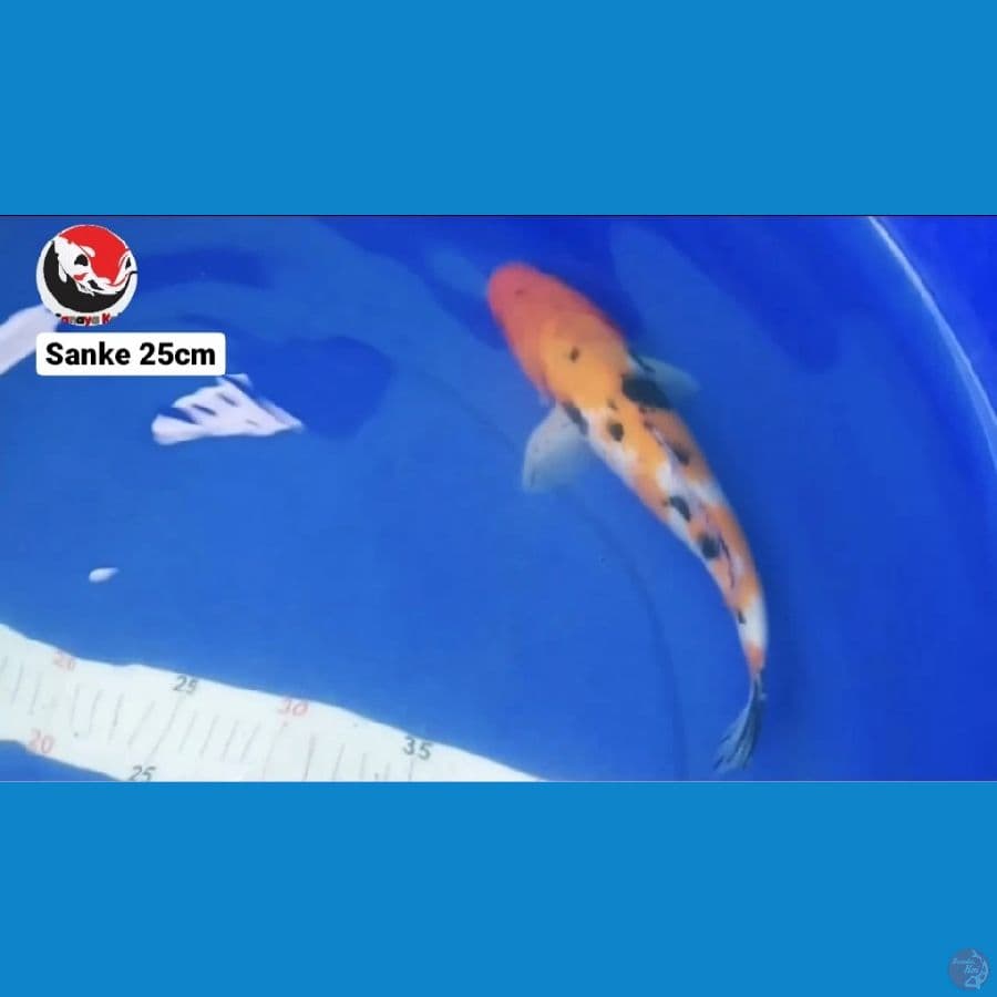SANKE 25CM --- CANAYA KOI FARM