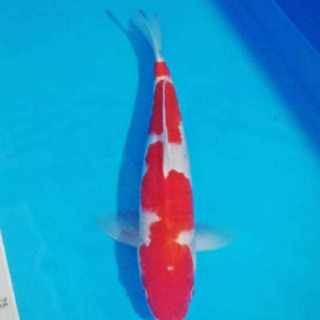 Kohaku inazuma 37cm