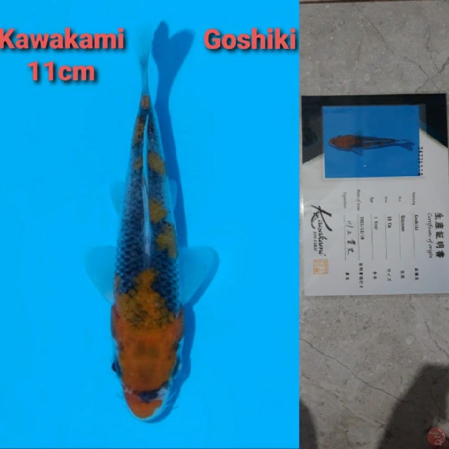 GOSHIKI KAWAKAMI TOSAI SERTIFIKAT