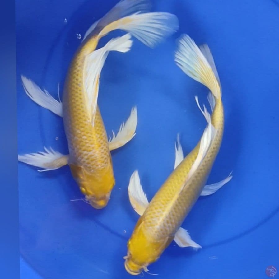 kumpay ogon 33-34cm