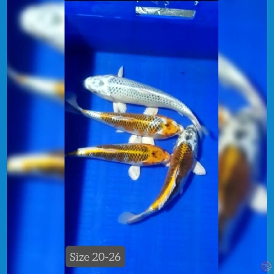 4 ekor, KUJAKU BULKY bakat jumbo