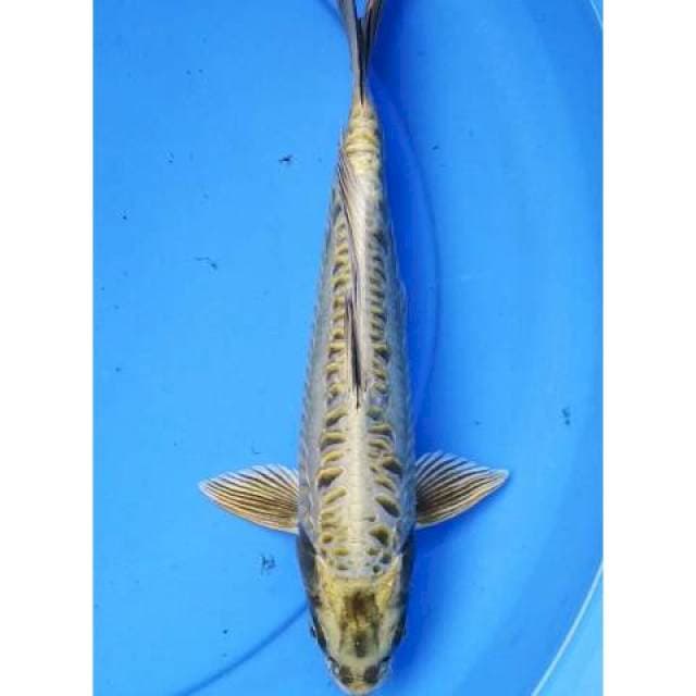 Antik 32 cm