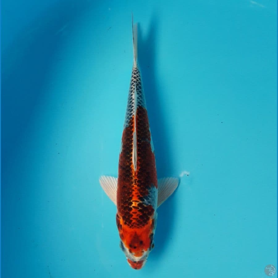 Kujaku Male 28cm