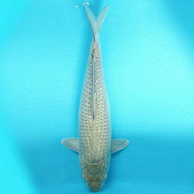 Soragoi 34cm