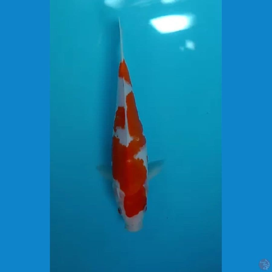 kohaku