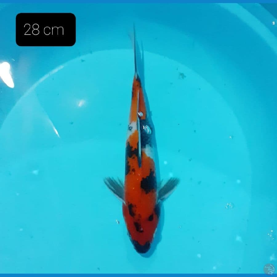 showa 28 cm