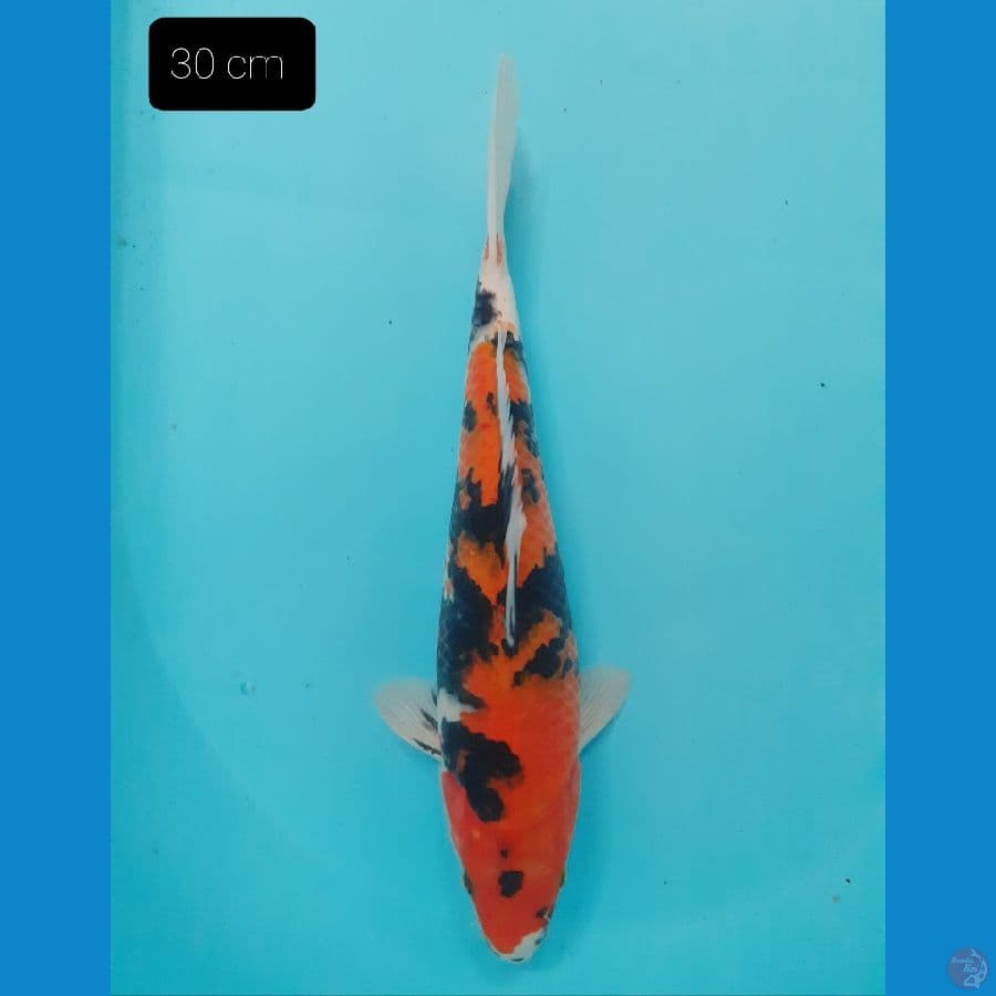 Showa 30 cm