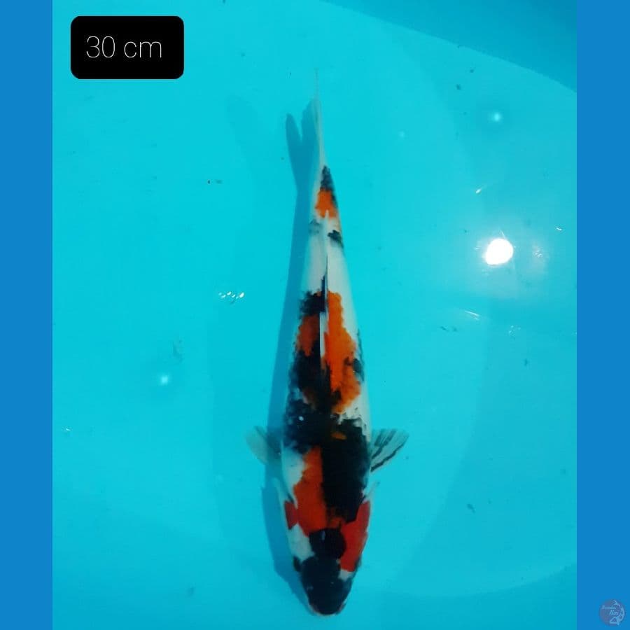 Showa 30 cm
