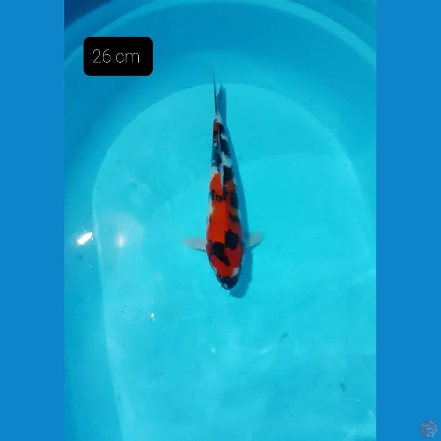 Showa 26 cm