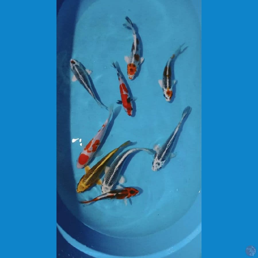 Mix 9 Ekor 20-26cm
