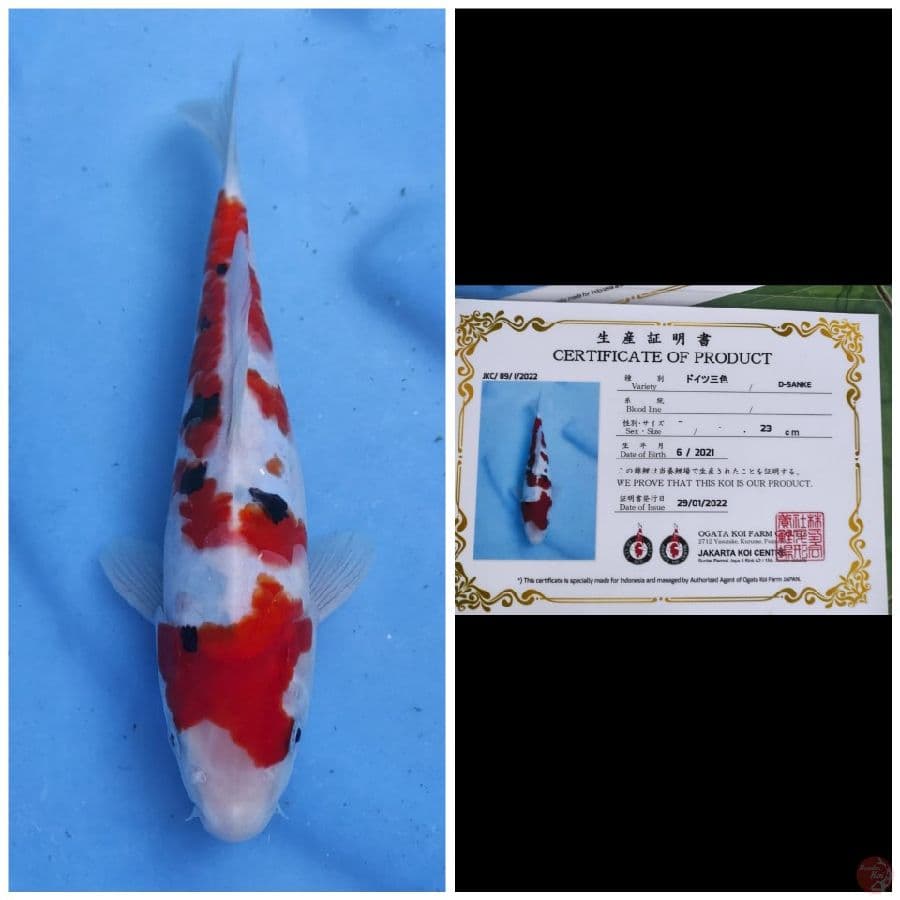 Ogata Sanke Doitsu