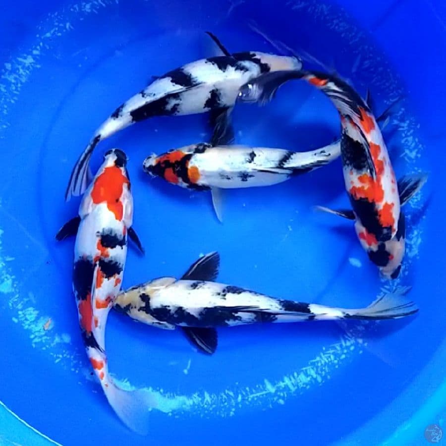 showa shiro 28-30cm