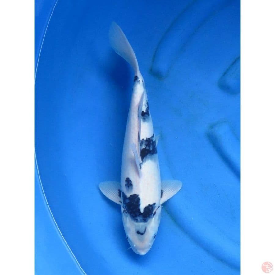 42cm , Fml , Shiro Putih Salju