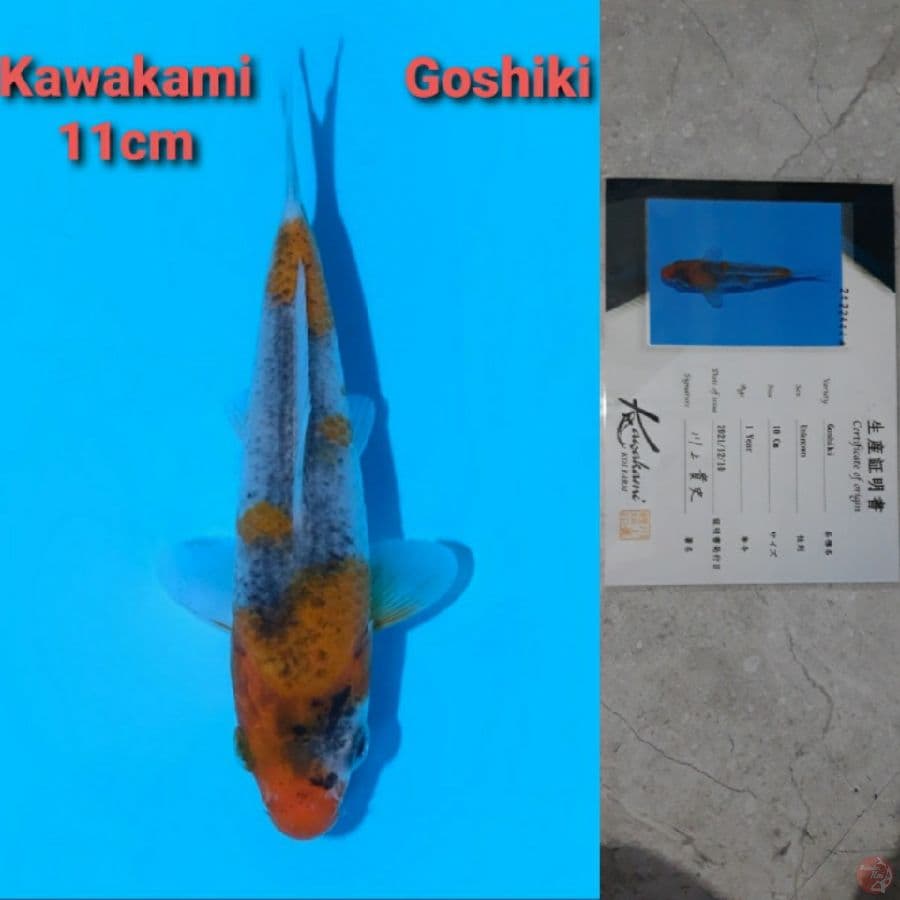 GOSHIKI KAWAKAMI TOSAI SERTIFIKAT