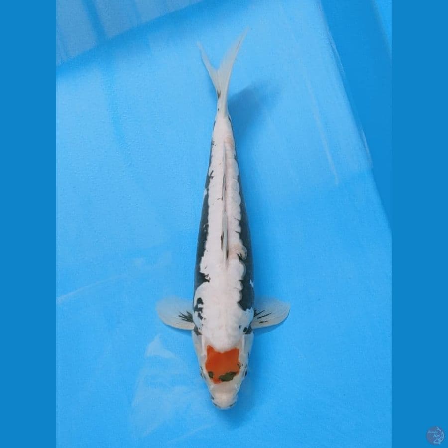 Tancho beny kumon 37cm