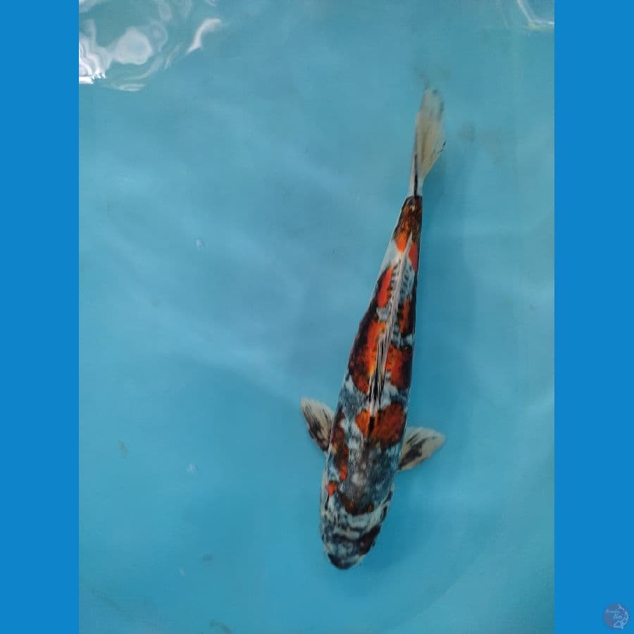 kikuriu hott male 34 cm