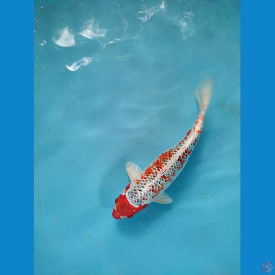 kujaku pola ori 30 cm