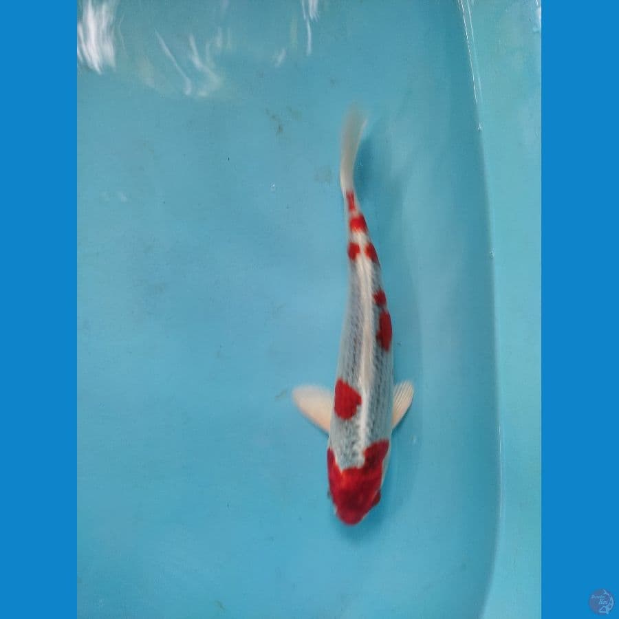 male 30 cm