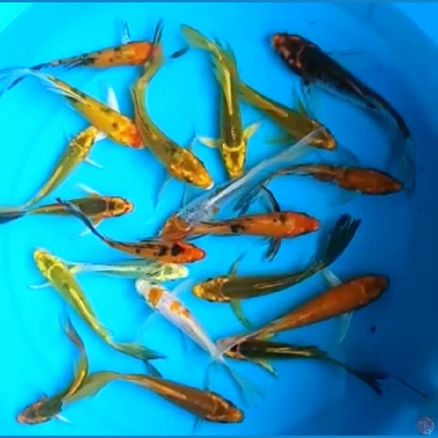 KUJAKU CAMPUR KUMPAY 13 - 15 Cm, 20 EKOR