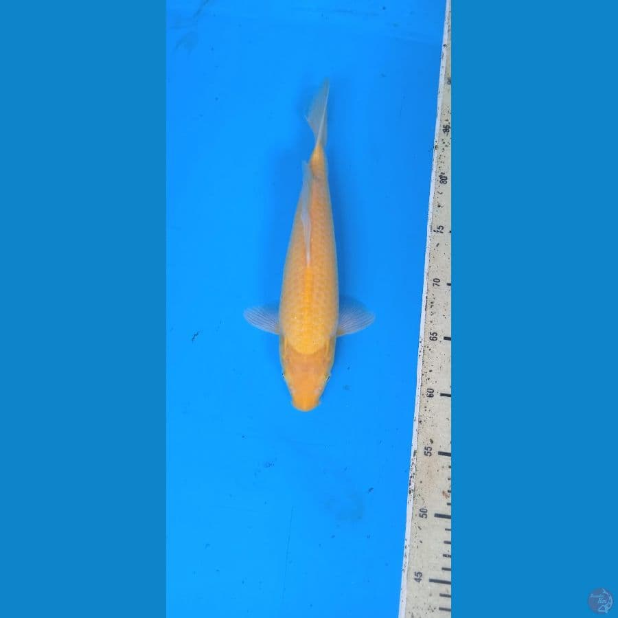 karasi lemon 29 cm